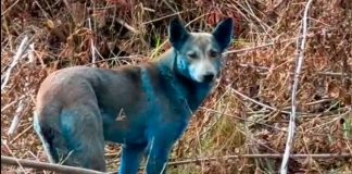Perros azules en Chernóbil sorprenden a cuidadores y científicos