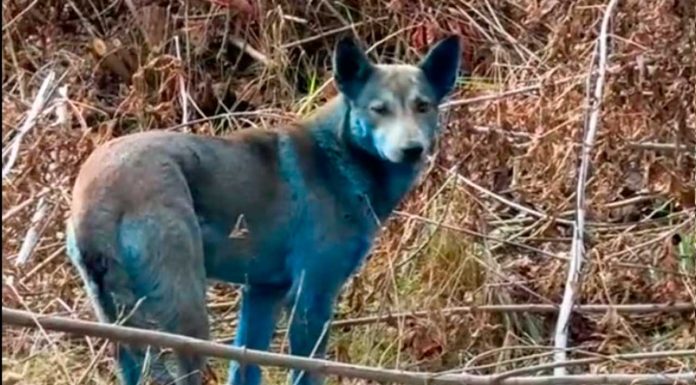 Perros azules en Chernóbil sorprenden a cuidadores y científicos