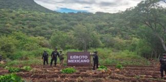 Aseguradas y destruidas 7 toneladas de marihuana en Turicato: SSP