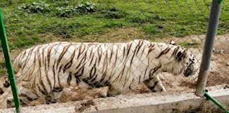 Llama Profepa a extremar precauciones y no intentar acercarse, capturar o lastimar a tigre de bengala que salió de zoológico de Puebla