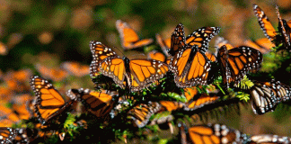 Llega a Michoacán la primera mariposa monarca con transmisor satelital