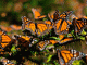 Llega a Michoacán la primera mariposa monarca con transmisor satelital