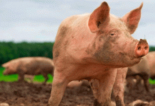 México suspende importaciones de cerdo de España por brote de Peste Porcina Africana (PPA)