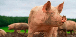 México suspende importaciones de cerdo de España por brote de Peste Porcina Africana (PPA)