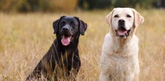 Alimentos tóxicos y prohibidos para perros: lo que debes evitar para cuidar su salud