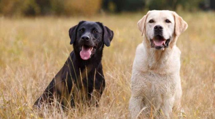 Alimentos tóxicos y prohibidos para perros: lo que debes evitar para cuidar su salud