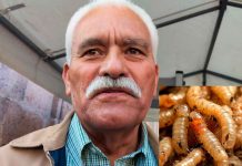 Michoacán continúa libre de gusano barrenador:Sader Estatal