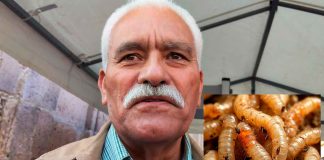Michoacán continúa libre de gusano barrenador:Sader Estatal