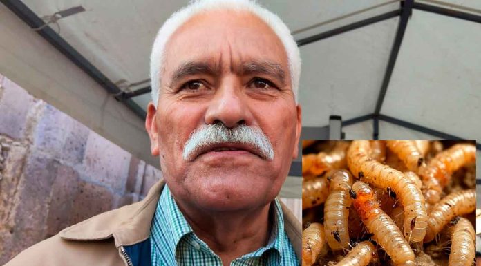 Michoacán continúa libre de gusano barrenador:Sader Estatal