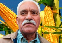 Productores que entreguen maíz a precio de garantía no podrán acceder al nuevo estímulo económico: Sader Michoacán