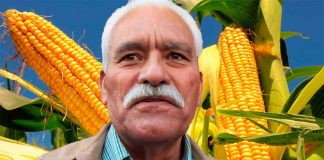 Productores que entreguen maíz a precio de garantía no podrán acceder al nuevo estímulo económico: Sader Michoacán