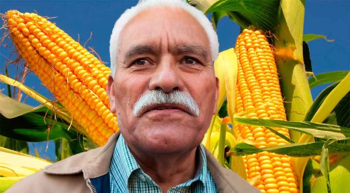 Productores que entreguen maíz a precio de garantía no podrán acceder al nuevo estímulo económico: Sader Michoacán
