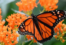 El viaje naranja del otoño: la travesía de la Mariposa Monarca