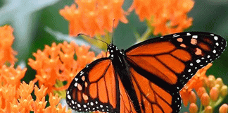 El viaje naranja del otoño: la travesía de la Mariposa Monarca