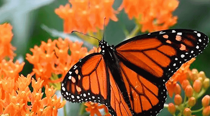 El viaje naranja del otoño: la travesía de la Mariposa Monarca