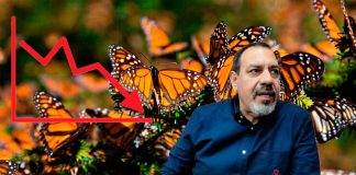 La Monarca pierde fuerza en su migración y Michoacán refuerza medidas de protección