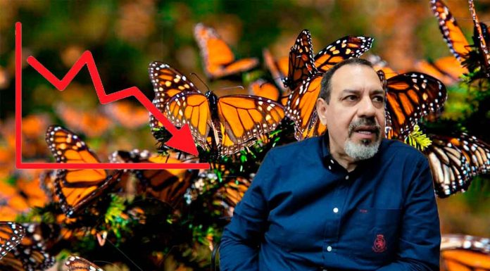 La Monarca pierde fuerza en su migración y Michoacán refuerza medidas de protección