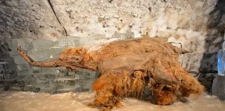 Hallan el ARN más antiguo del mundo en un mamut lanudo