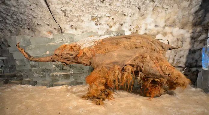 Hallan el ARN más antiguo del mundo en un mamut lanudo