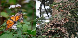 Santuarios de la Mariposa Monarca, de los imperdibles en Michoacán