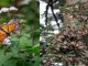 Santuarios de la Mariposa Monarca, de los imperdibles en Michoacán