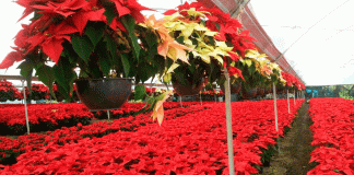 La Nochebuena: símbolo de Navidad y tradición mexicana