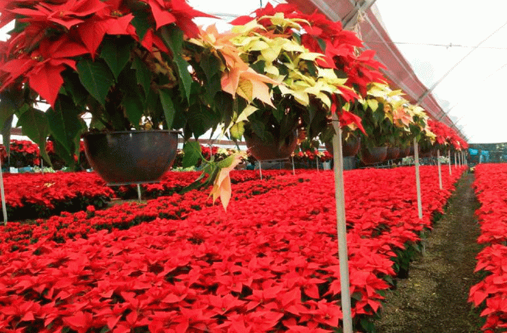 La Nochebuena: símbolo de Navidad y tradición mexicana