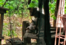 Rescatan a dos cachorros en condiciones extremas de maltrato en Motul