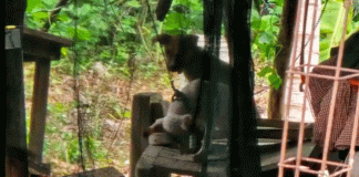 Rescatan a dos cachorros en condiciones extremas de maltrato en Motul