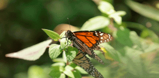 Turismo responsable, motor económico para comunidades guardianas de la Monarca