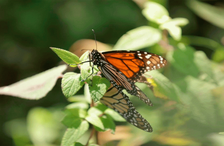 Turismo responsable, motor económico para comunidades guardianas de la Monarca