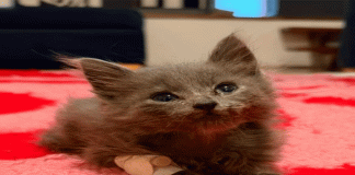 Germán quiso ayudar y, por accidente, hizo la diferencia en la vida de un gatito