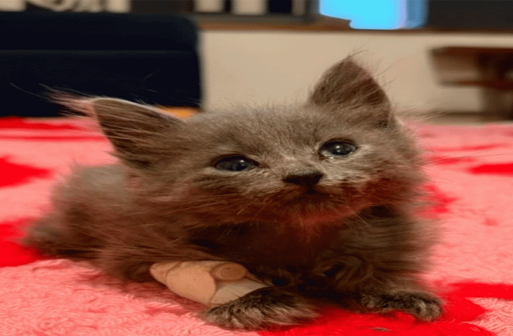 Germán quiso ayudar y, por accidente, hizo la diferencia en la vida de un gatito