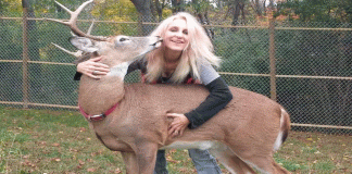 Jodi Proger, activista de venados, fallece tras ataque de uno de los animales que rescataba