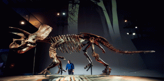 “Cera”, el triceratops juvenil, se vende por 5.3 millones de dólares en Nueva York