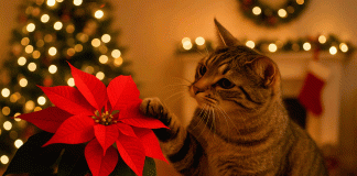 Nochebuenas y gatos: por qué esta planta puede ser peligrosa para tu felino