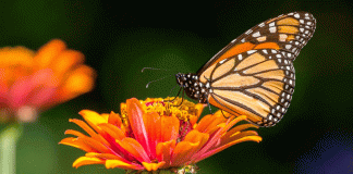 Google celebra la asombrosa migración de la mariposa monarca con un doodle animado