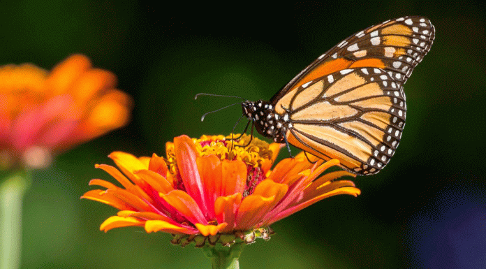 Google celebra la asombrosa migración de la mariposa monarca con un doodle animado