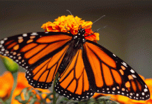 Mariposa Monarca: conoce su épica ruta de migración