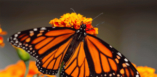 Mariposa Monarca: conoce su épica ruta de migración