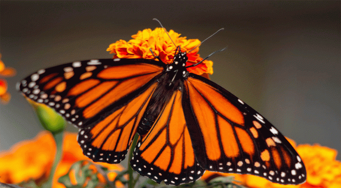 Mariposa Monarca: conoce su épica ruta de migración
