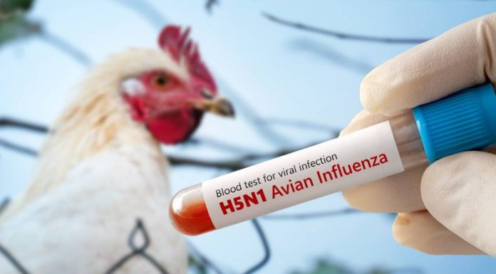 Muere en EE.UU. primera víctima de una rara cepa de gripe aviar, descartan riesgo para la población