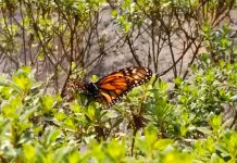 Las Monarcas, las novias del sol ya disfrutan de los bosques del oriente de Michoacán