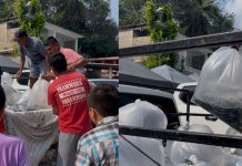 Compesca libera 100 mil alevines de tilapia en Lázaro Cárdenas