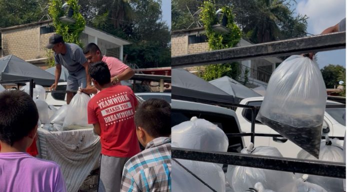 Compesca libera 100 mil alevines de tilapia en Lázaro Cárdenas