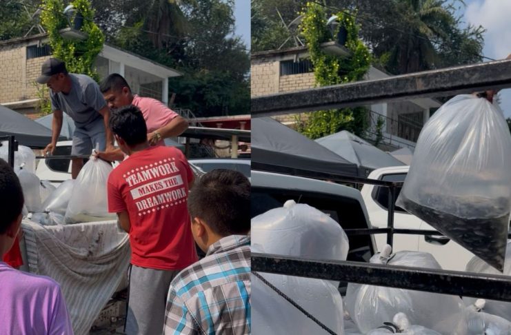 Compesca libera 100 mil alevines de tilapia en Lázaro Cárdenas