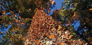 Llegó la primera Mariposa Monarca con transmisor satelital a Michoacán: Sectur