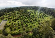 Michoacán expondrá avances del Guardián Forestal en Brasil: Secma