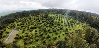 Michoacán expondrá avances del Guardián Forestal en Brasil: Secma