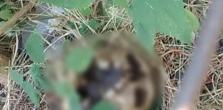 Hallan cráneo humano en un baldío de la colonia La Esperanza, en Morelia